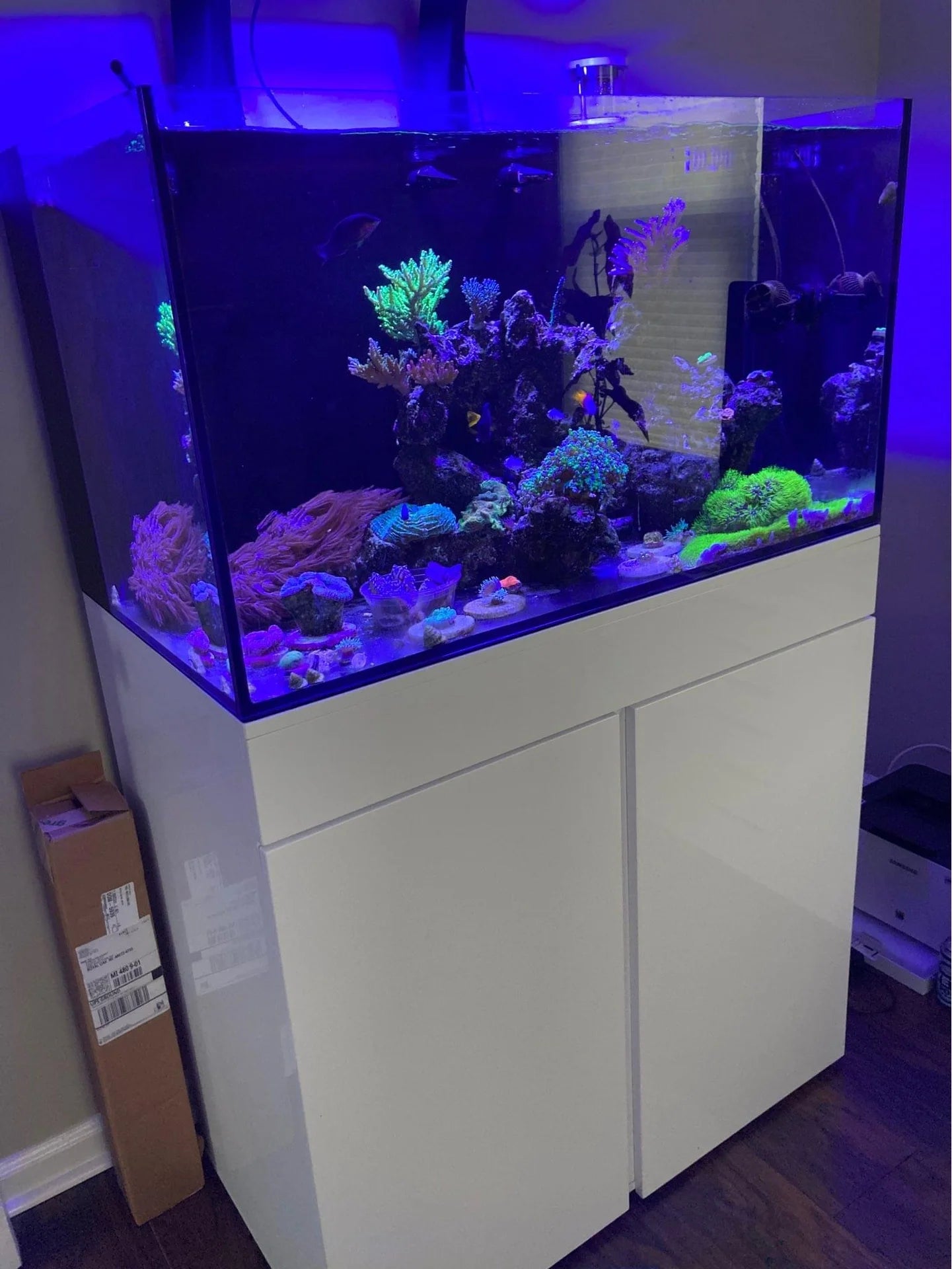 Rimless Flat Panel All In One Aquarium with Stand 65 gallon Breeze Aquariums